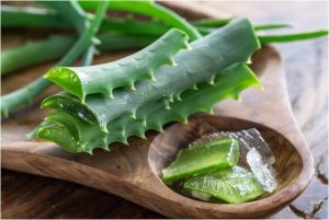 aloevera1